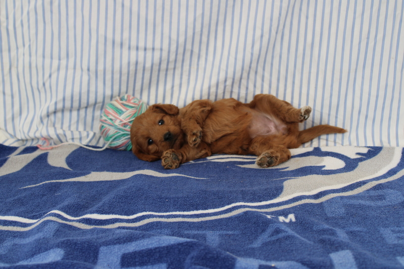 puppy, for, sale, Mini Golden Doodle F1, Matthew B. Stoltzfus, dog, breeder, Gap, PA, dog-breeder, puppy-for-sale, forsale, nearby, find, puppyfind, locator, puppylocator, aca